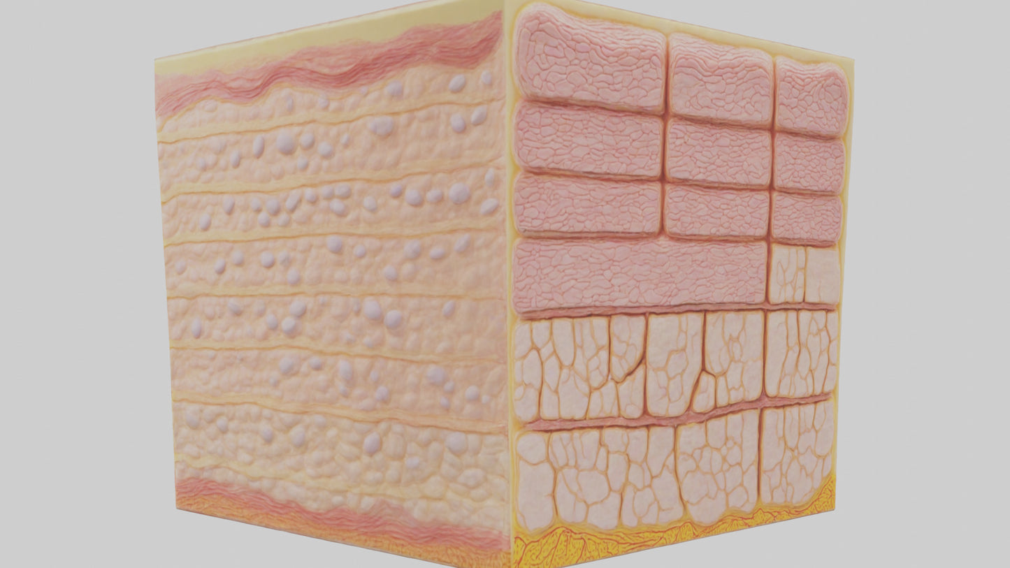 3D model Human Epidermis Model VR / AR / low-poly