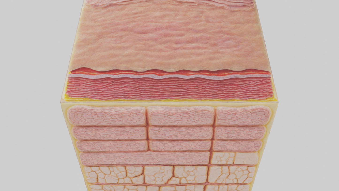 3D model Human Epidermis Model VR / AR / low-poly