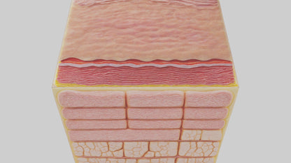 3D model Human Epidermis Model VR / AR / low-poly