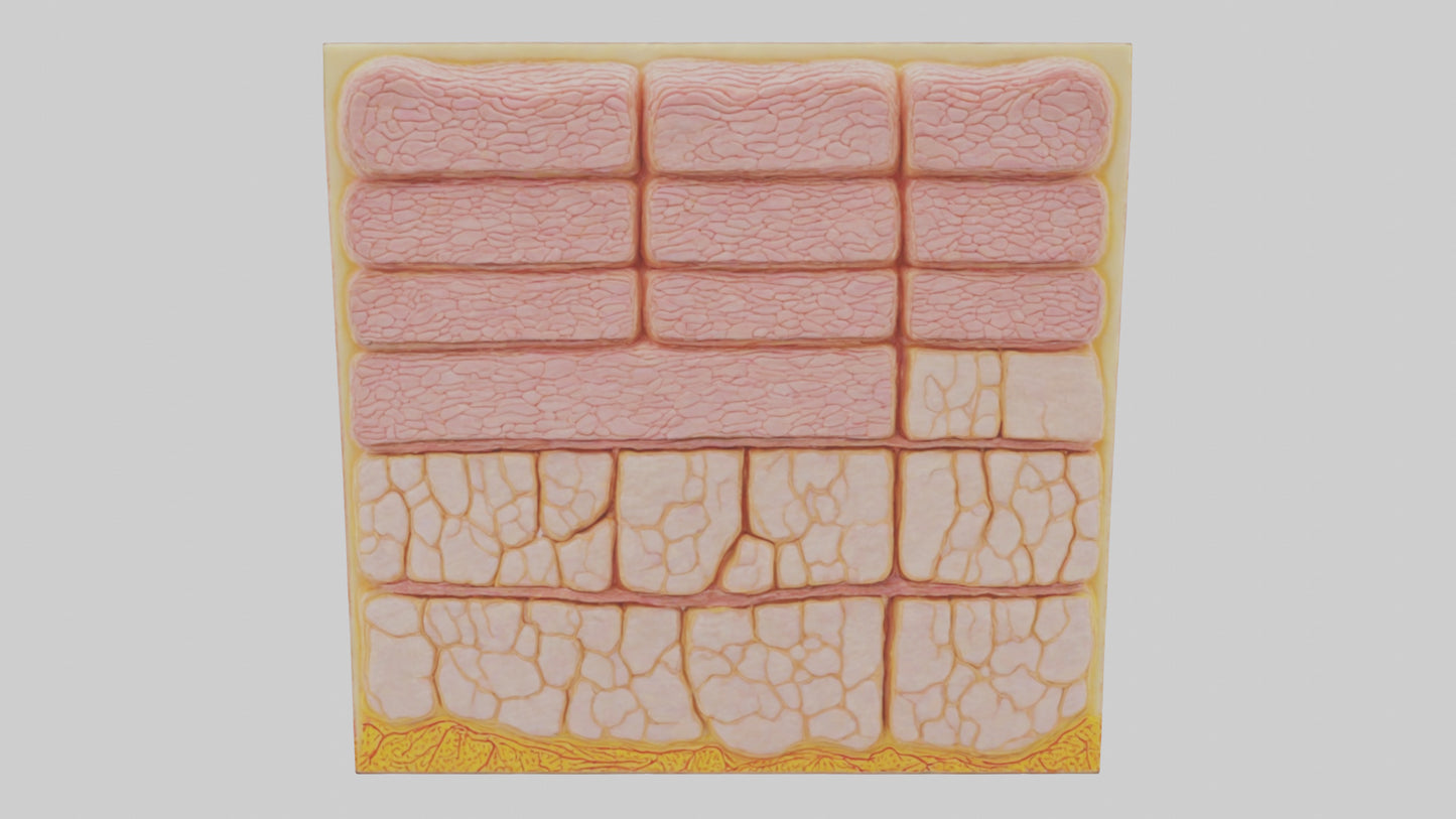 3D model Human Epidermis Model VR / AR / low-poly