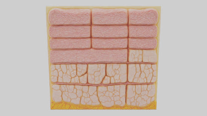 3D model Human Epidermis Model VR / AR / low-poly