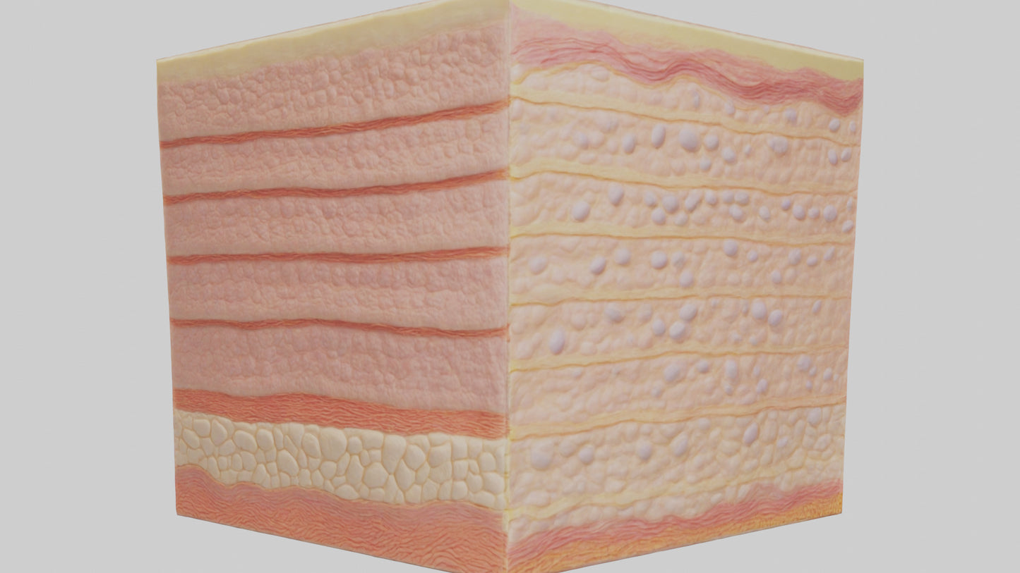 3D model Human Epidermis Model VR / AR / low-poly