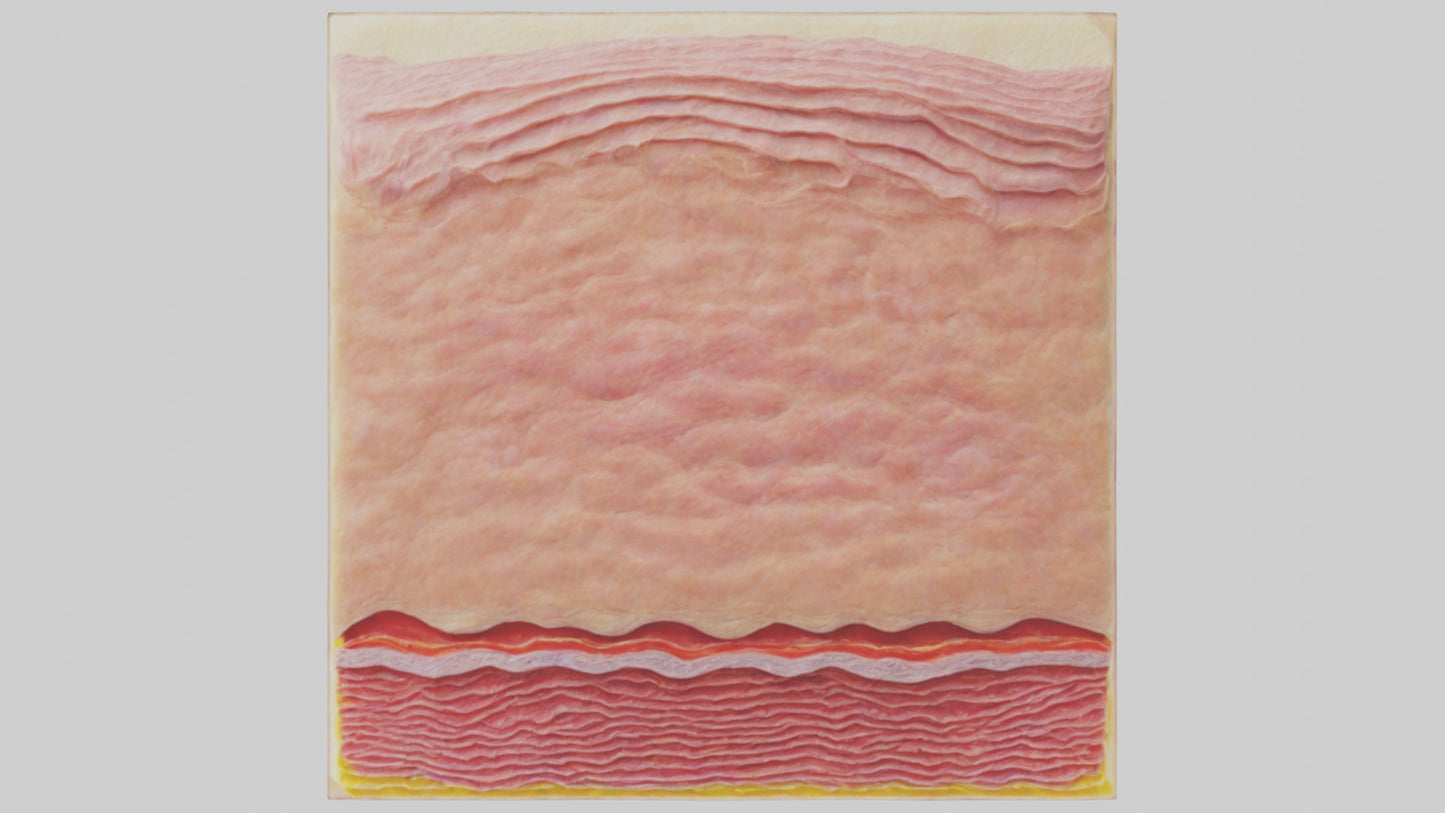 3D model Human Epidermis Model VR / AR / low-poly
