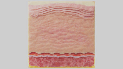 3D model Human Epidermis Model VR / AR / low-poly