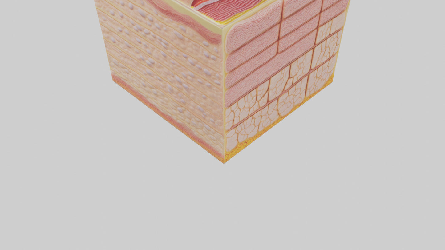 3D model Human Epidermis Model VR / AR / low-poly