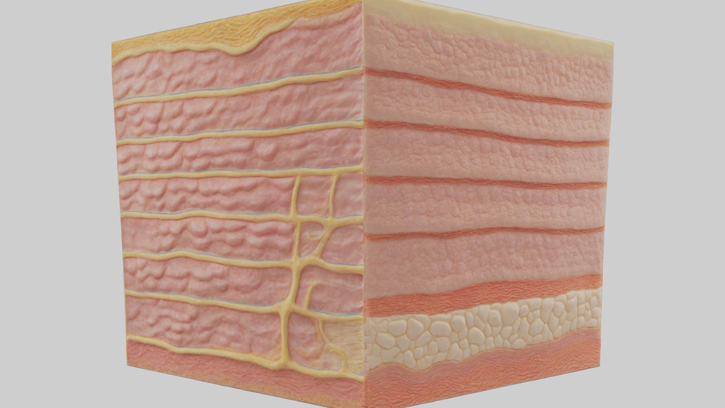 3D model Human Epidermis Model VR / AR / low-poly