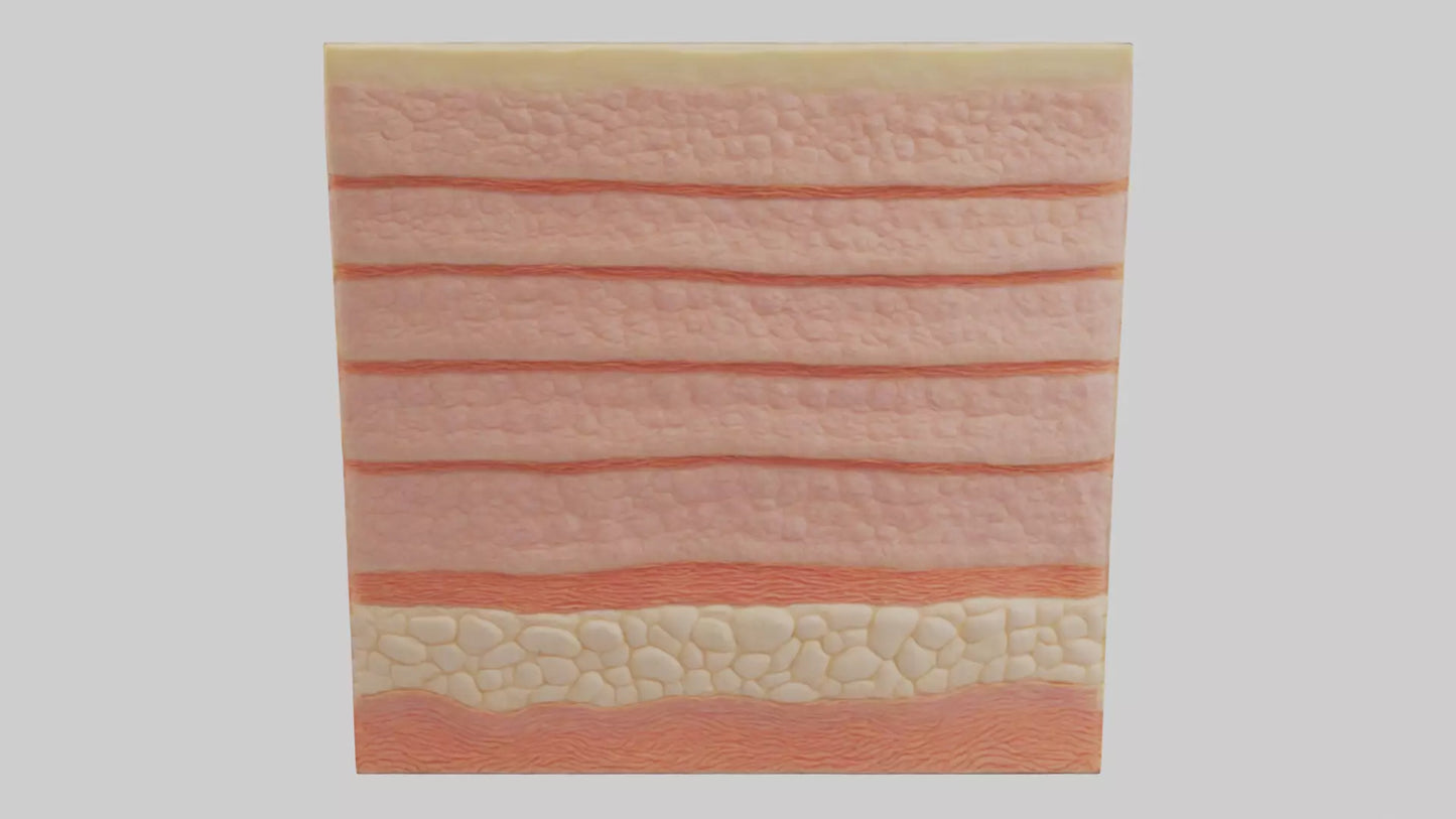 3D model Human Epidermis Model VR / AR / low-poly