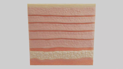 3D model Human Epidermis Model VR / AR / low-poly