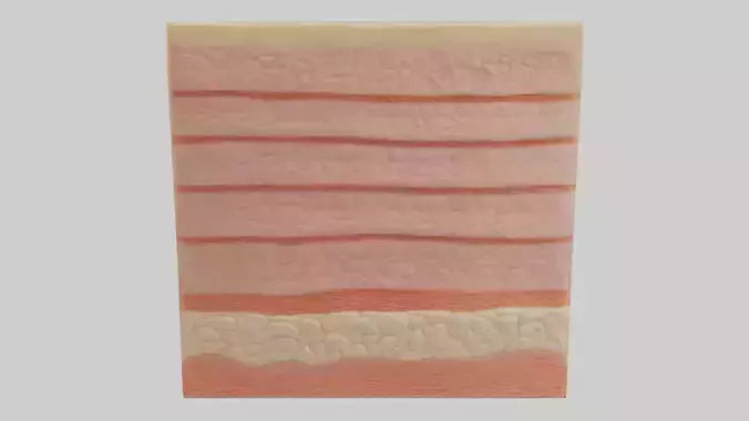 3D model Human Epidermis Model VR / AR / low-poly