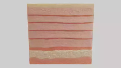 3D model Human Epidermis Model VR / AR / low-poly