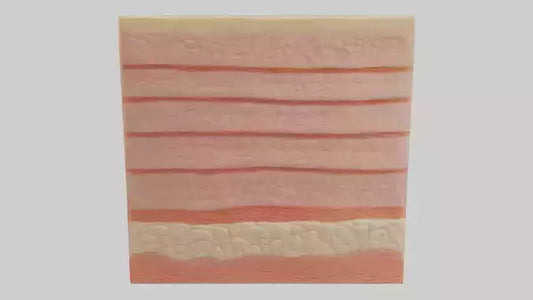 3D model Human Epidermis Model VR / AR / low-poly