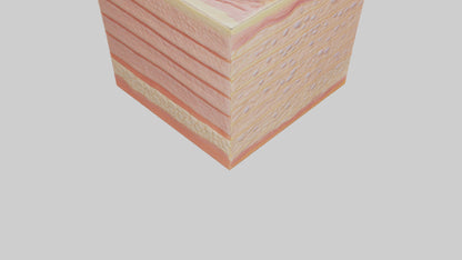 3D model Human Epidermis Model VR / AR / low-poly