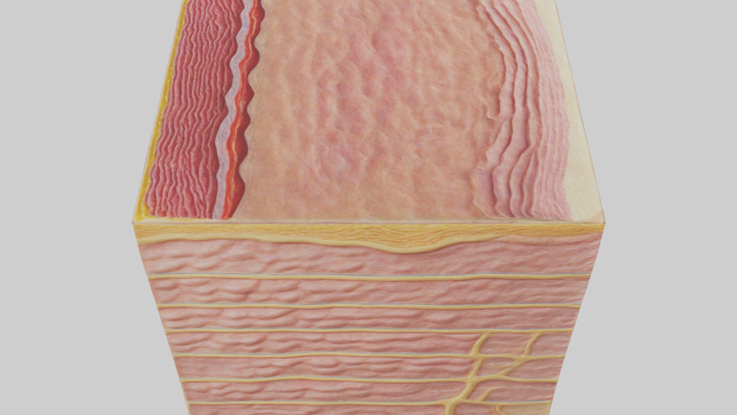 3D model Human Epidermis Model VR / AR / low-poly