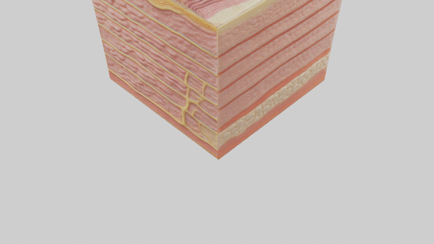 3D model Human Epidermis Model VR / AR / low-poly