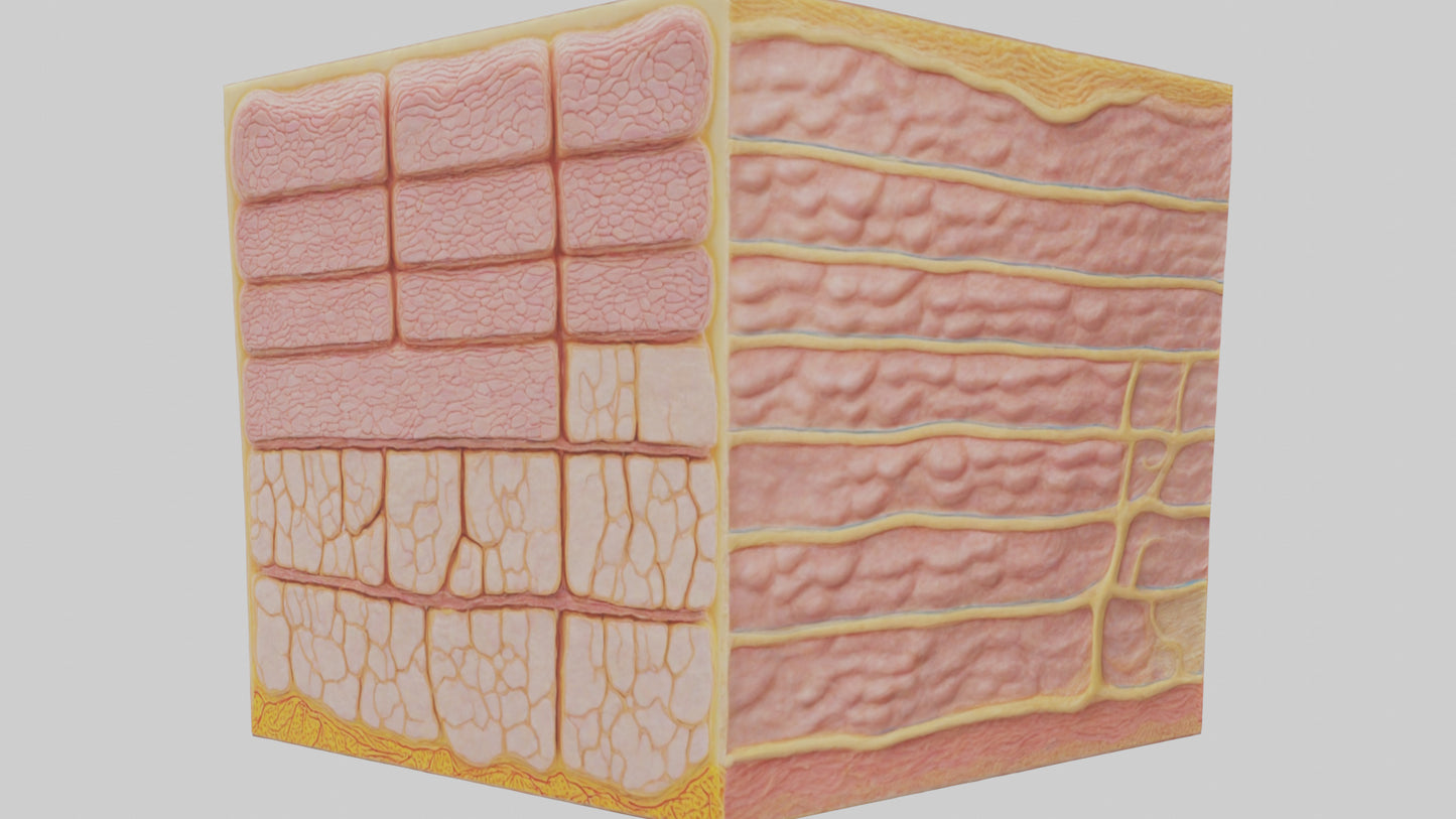 3D model Human Epidermis Model VR / AR / low-poly