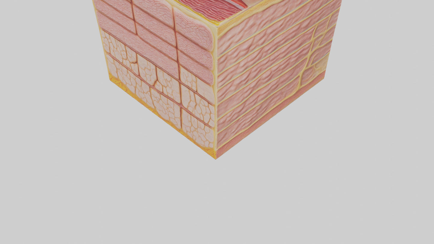 3D model Human Epidermis Model VR / AR / low-poly
