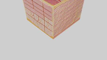 3D model Human Epidermis Model VR / AR / low-poly