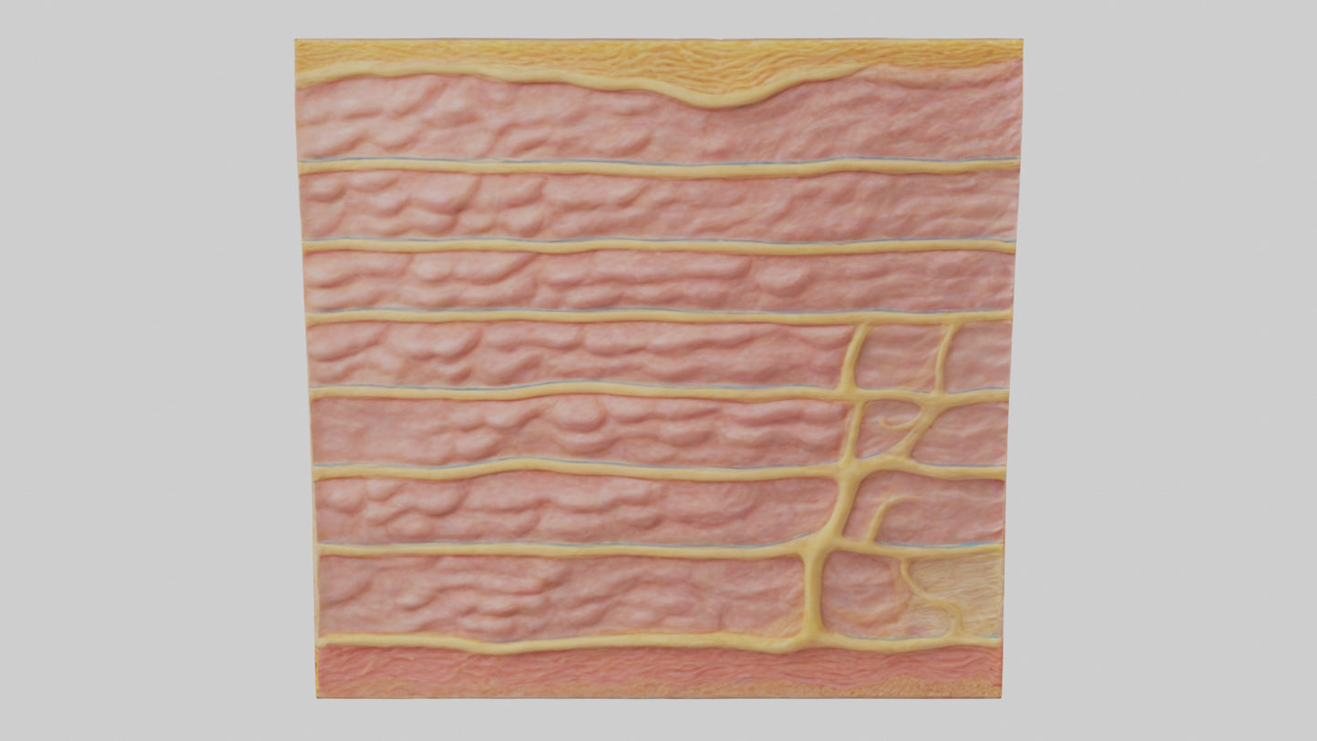 3D model Human Epidermis Model VR / AR / low-poly