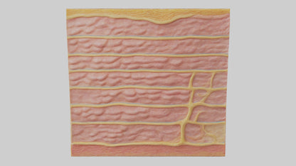 3D model Human Epidermis Model VR / AR / low-poly