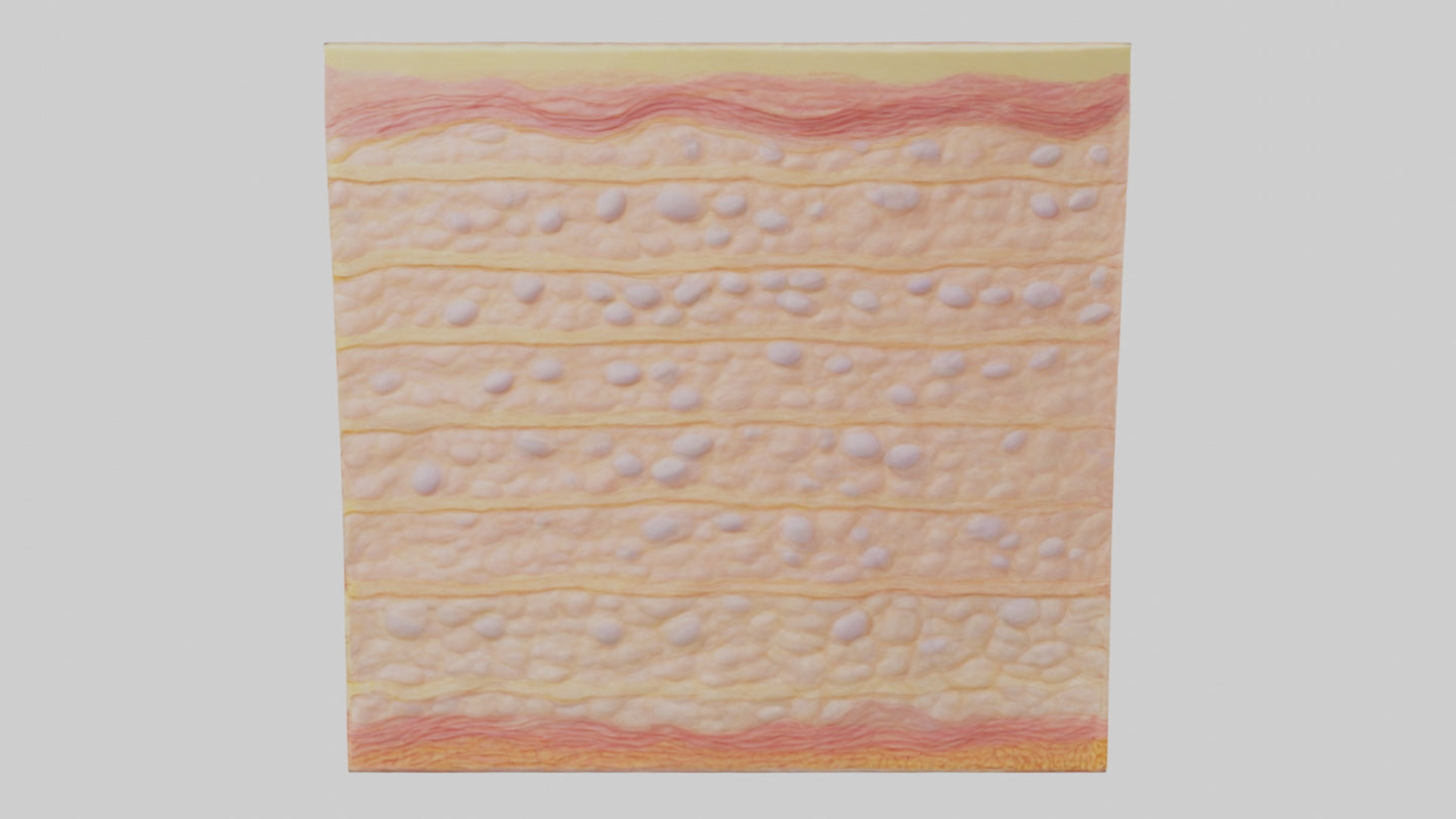 3D model Human Epidermis Model VR / AR / low-poly
