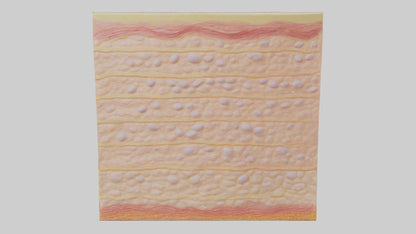 3D model Human Epidermis Model VR / AR / low-poly