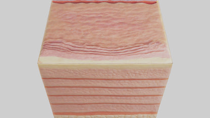 3D model Human Epidermis Model VR / AR / low-poly