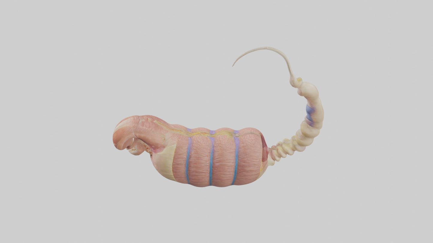 3D model Human Epididymis Model VR / AR / low-poly