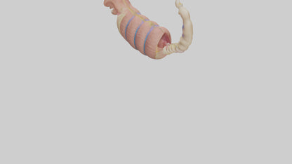 3D model Human Epididymis Model VR / AR / low-poly