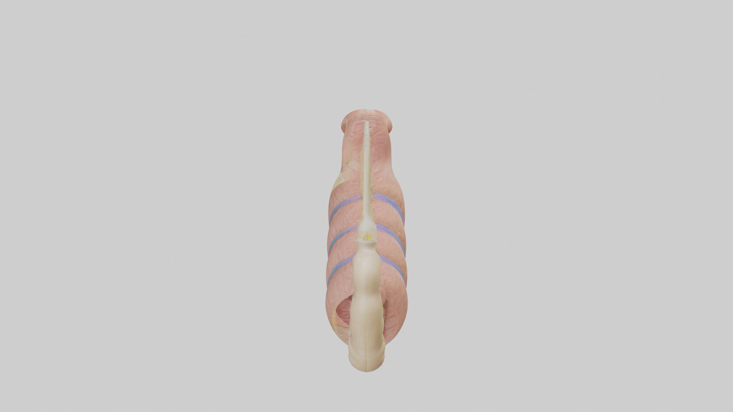 3D model Human Epididymis Model VR / AR / low-poly
