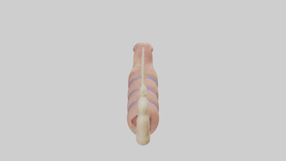 3D model Human Epididymis Model VR / AR / low-poly