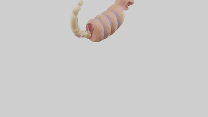 3D model Human Epididymis Model VR / AR / low-poly