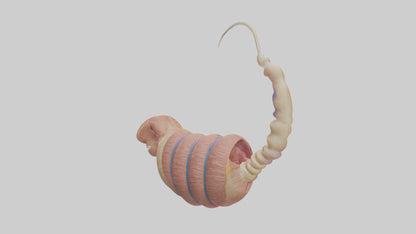 3D model Human Epididymis Model VR / AR / low-poly