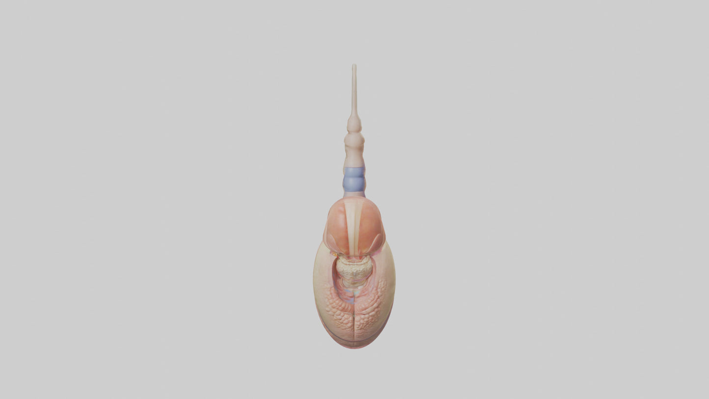 3D model Human Epididymis Model VR / AR / low-poly