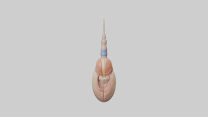 3D model Human Epididymis Model VR / AR / low-poly