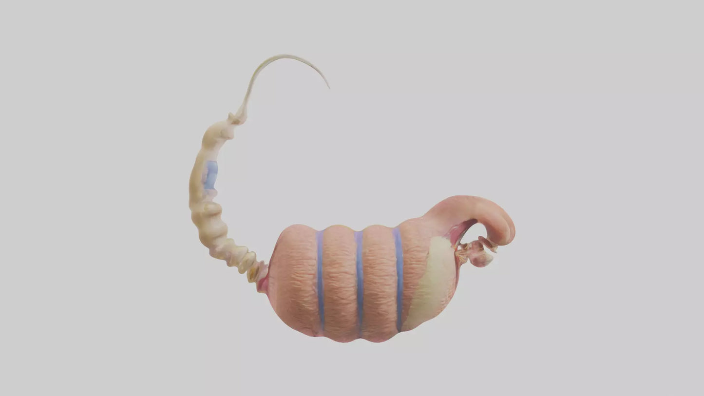 3D model Human Epididymis Model VR / AR / low-poly