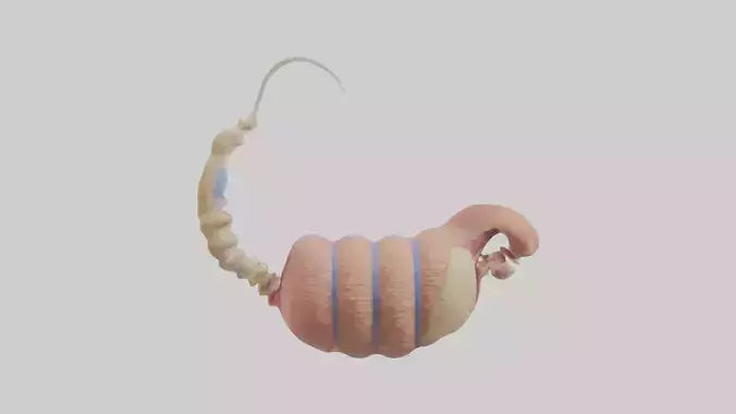3D model Human Epididymis Model VR / AR / low-poly