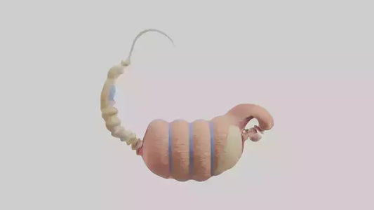 3D model Human Epididymis Model VR / AR / low-poly
