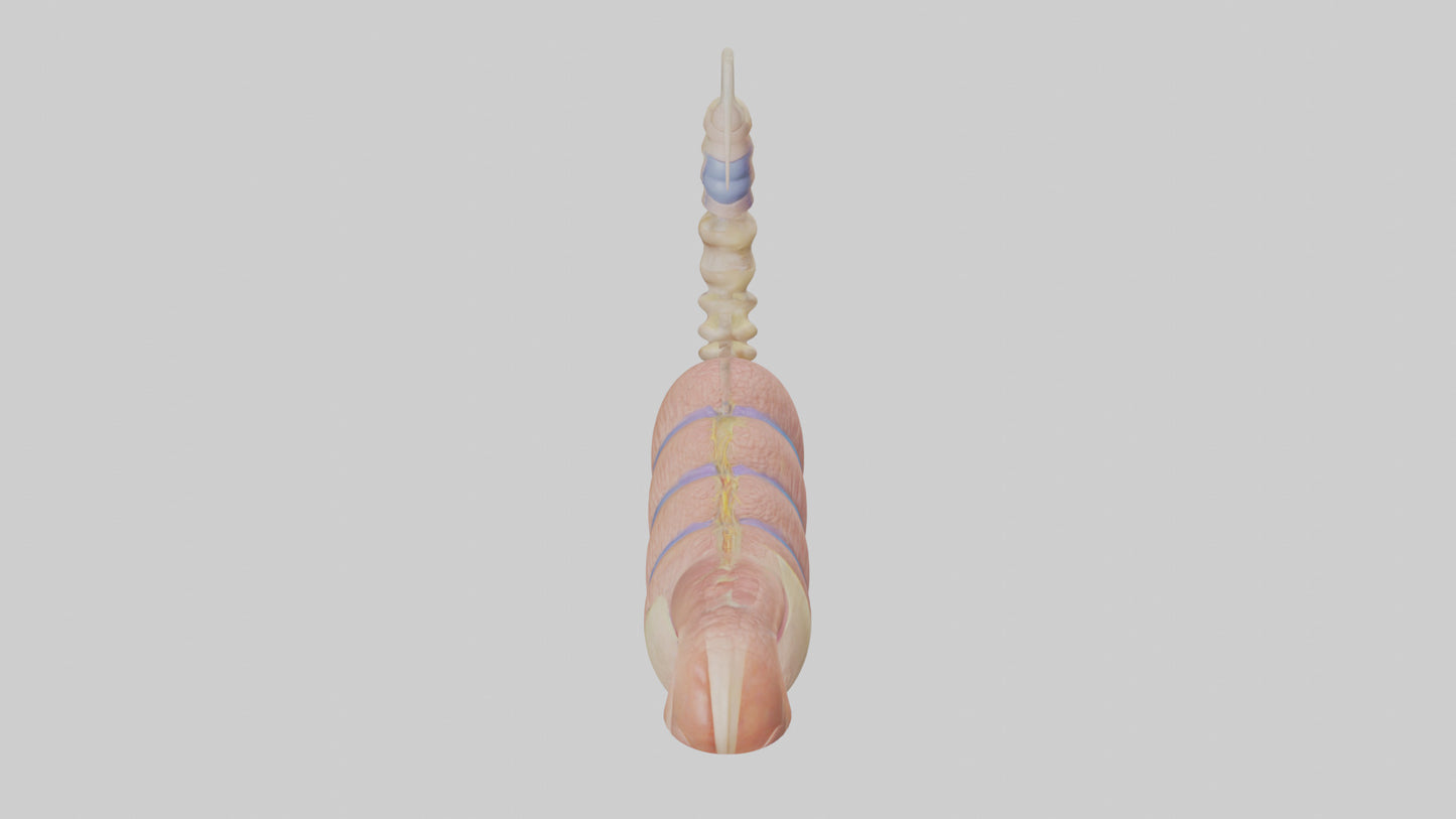 3D model Human Epididymis Model VR / AR / low-poly