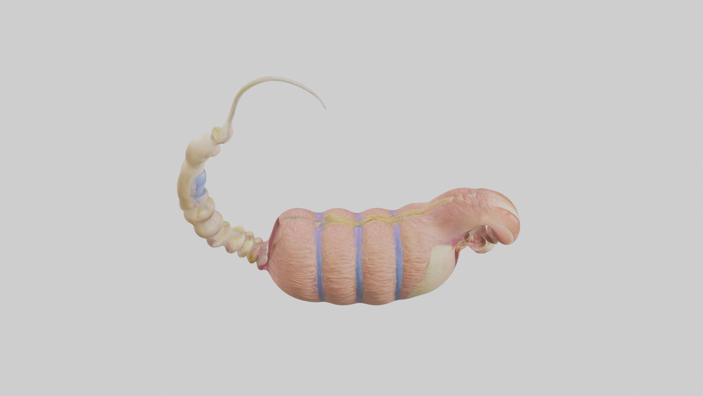 3D model Human Epididymis Model VR / AR / low-poly