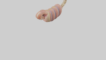 3D model Human Epididymis Model VR / AR / low-poly