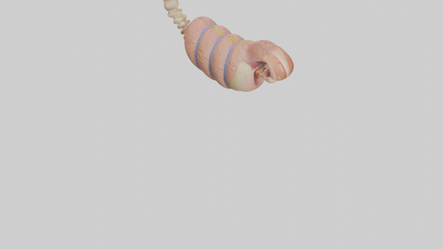 3D model Human Epididymis Model VR / AR / low-poly