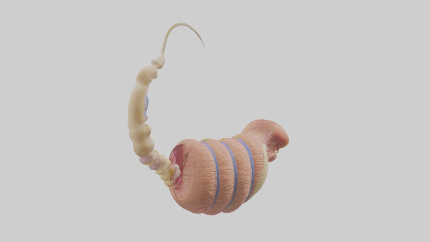 3D model Human Epididymis Model VR / AR / low-poly