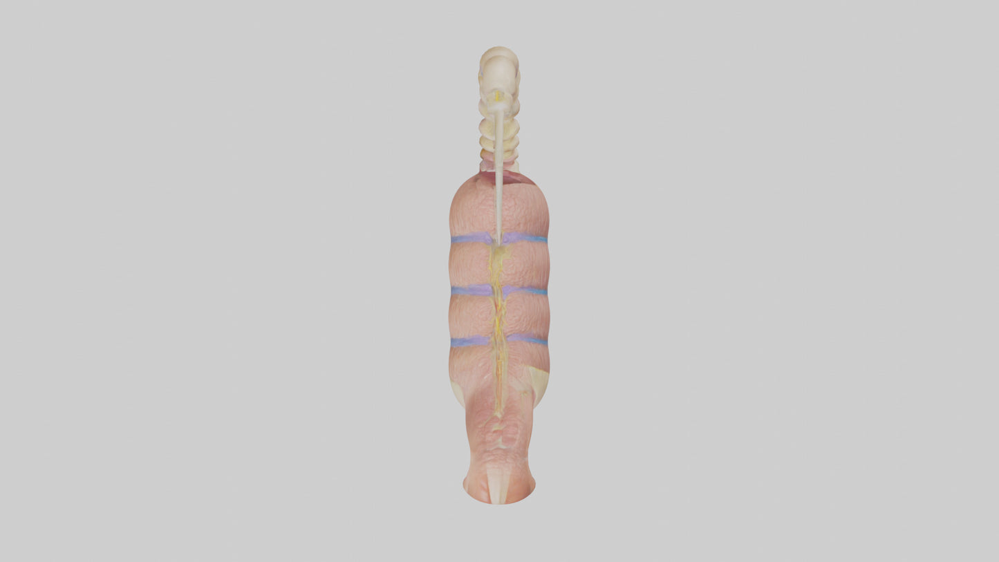 3D model Human Epididymis Model VR / AR / low-poly