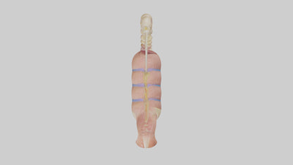 3D model Human Epididymis Model VR / AR / low-poly