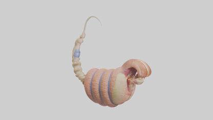 3D model Human Epididymis Model VR / AR / low-poly