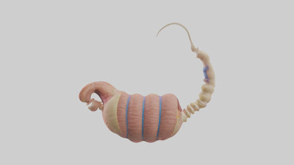 3D model Human Epididymis Model VR / AR / low-poly