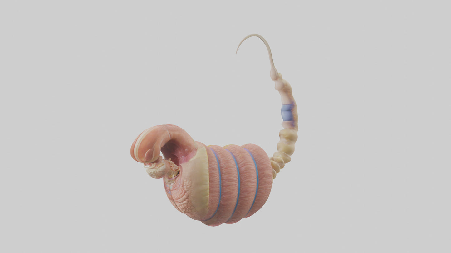 3D model Human Epididymis Model VR / AR / low-poly