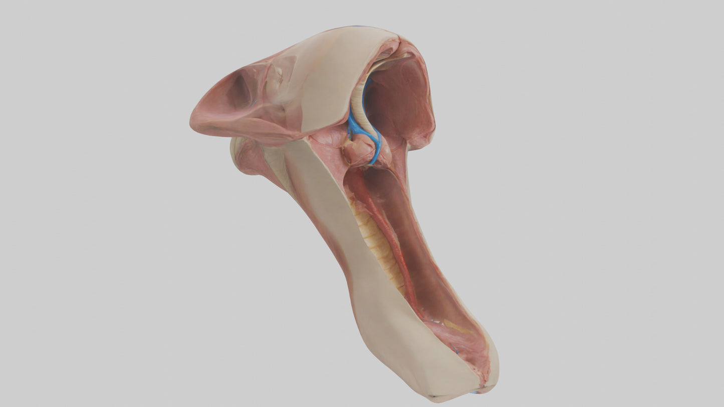 3D model Human Epiglottis Model 2 VR / AR / low-poly