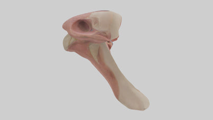 3D model Human Epiglottis Model 2 VR / AR / low-poly