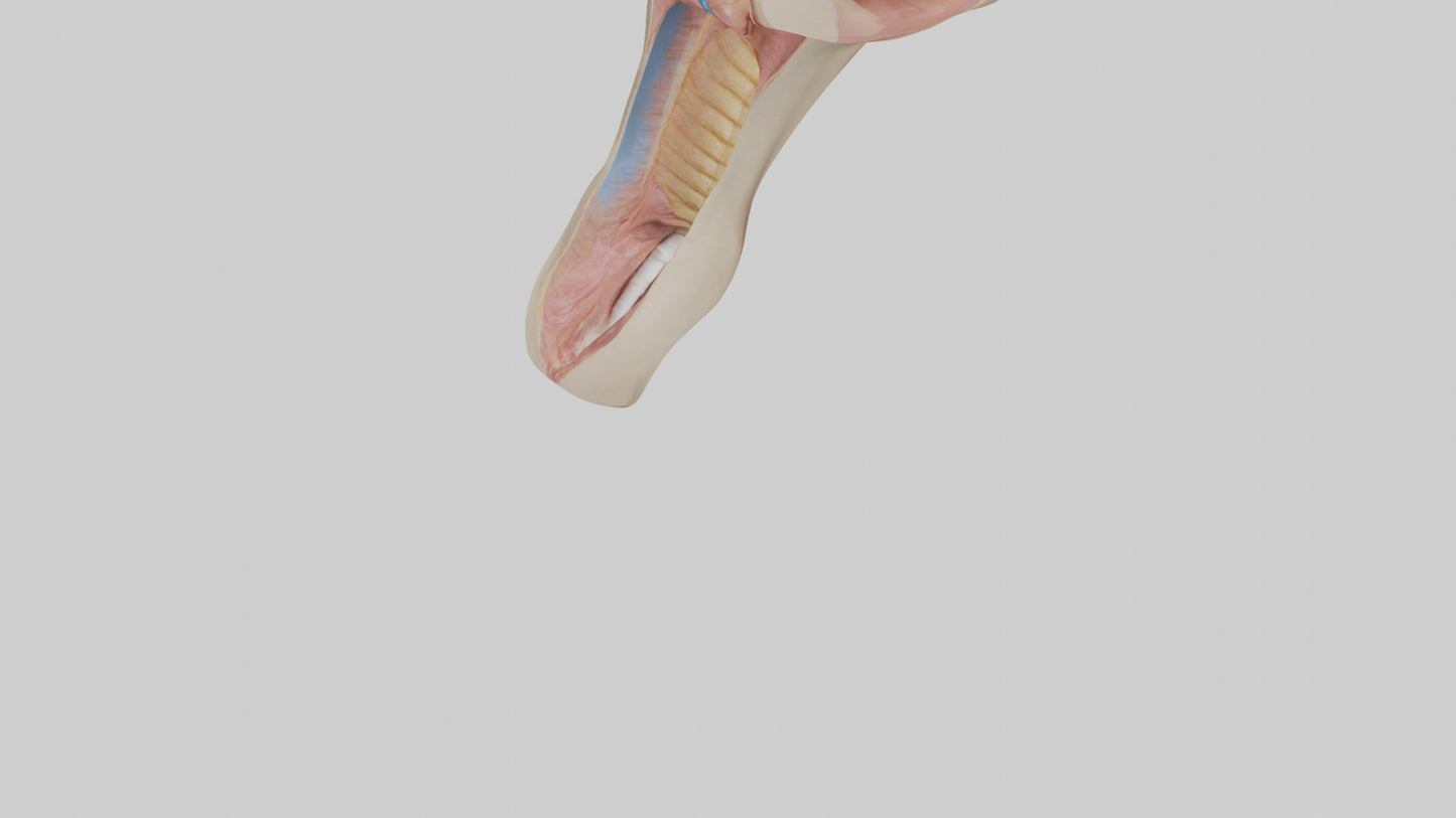 3D model Human Epiglottis Model 2 VR / AR / low-poly